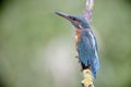 European kingfisher, Alcedo atthis