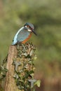 European kingfisher, Alcedo atthis