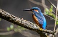 European kingfisher, a bright coloured bird sitting on a branch