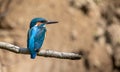 European kingfisher, a bright coloured bird sitting on a branch