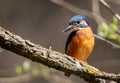 European kingfisher, a bright coloured bird sitting on a branch