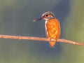 European kingfisher perched on branch with colorful background