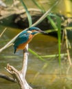 European Kingfisher with prey