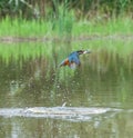 European Kingfisher with prey in flight