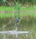 European Kingfisher with prey in flight