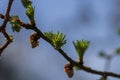 European larch during the appearance of the first needles in spring Royalty Free Stock Photo