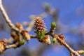 European larch during the appearance of the first needles in spring Royalty Free Stock Photo