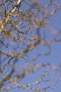 European larch during the appearance of the first needles in spring Royalty Free Stock Photo