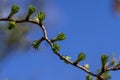 European larch during the appearance of the first needles in spring Royalty Free Stock Photo