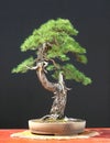 European larch bonsai