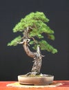 European larch bonsai Royalty Free Stock Photo