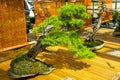 European larch - Bonsai in the style of `Inclined& x22;.