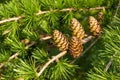 European Larch foliage and cones