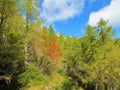 European larch forest and a rowan or mountain ash tree Royalty Free Stock Photo