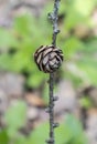 European larch -Larix decidua- cone in the green