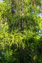 European larch Larix decidua