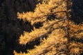 European larch Larix decidua yellow branches, sun lit in Bucegi moutnains Carpathians, Romania, late autumn