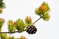 European Larch Pine Tree with Pinecone