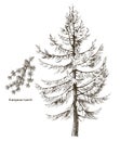 European larch tree and branch vector