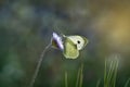 Close up photography European Large Cabbage White butterfly , Pieris brassicae Royalty Free Stock Photo