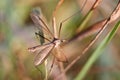 European Large Crane Fly, Tipula maxima Royalty Free Stock Photo