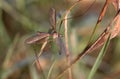 European Large Crane Fly, Tipula maxima