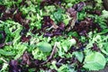 European leafy lettuce