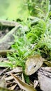 European legless lizard or Scheltopusik.