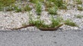 European legless lizard