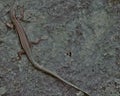 European Lizard on a cold stone wall