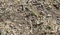 European lizard with natural background Royalty Free Stock Photo