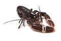 European Lobster