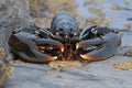 European Lobster, Homarus gammarus