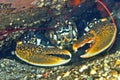 European Lobster, Cabo Cope Puntas del Calnegre Natural Park, Spain