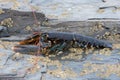 European Lobster, Homarus gammarus