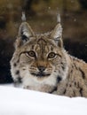 European Lynx Royalty Free Stock Photo