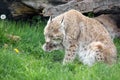 European lynx