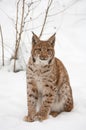 European lynx Royalty Free Stock Photo