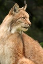 European lynx Royalty Free Stock Photo