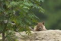 European Lynx cub Royalty Free Stock Photo