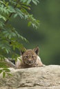 European Lynx cub Royalty Free Stock Photo
