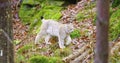 European lynx cub walking in the forest Royalty Free Stock Photo