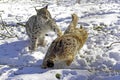 European Lynx or Eurasian Lynx, felis lynx, Adults fighting on Snow Royalty Free Stock Photo