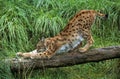 European Lynx, felis lynx, Adult Clawing Branch