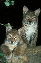 European Lynx, felis lynx, Cub standing on Branch Royalty Free Stock Photo