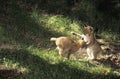 European Lynx, felis lynx, Cubs Playing Royalty Free Stock Photo