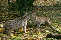 EUROPEAN LYNX felis lynx, THREAT POSTURE NEAR A ROE DEER KILL Royalty Free Stock Photo