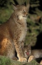 EUROPEAN LYNX felis lynx, MOTHER WITH CUB YAWNING Royalty Free Stock Photo