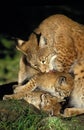 European Lynx, felis lynx, Mother Licking Cub