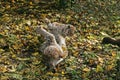 European Lynx, felis lynx, Pair fighting Royalty Free Stock Photo